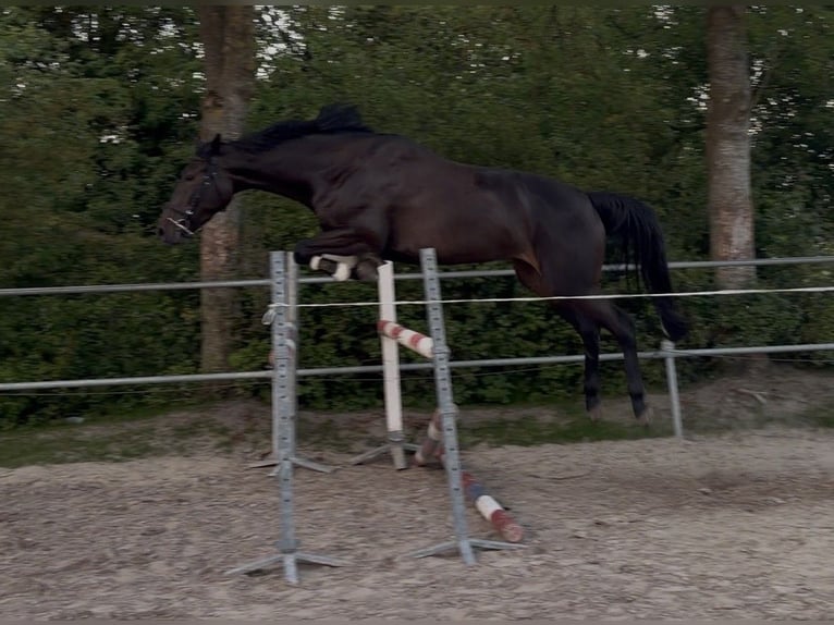 KWPN Mare 4 years 16 hh Black in Boksum