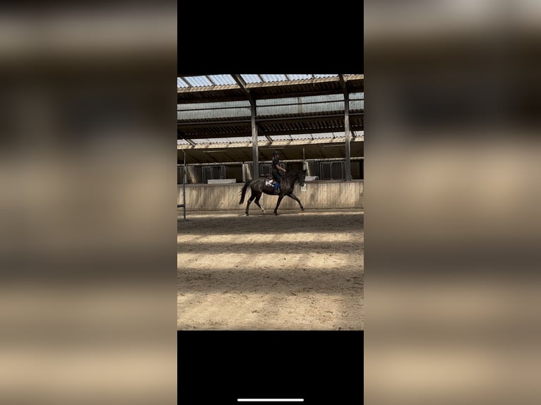 KWPN Mare 4 years 16 hh Black in Ospel