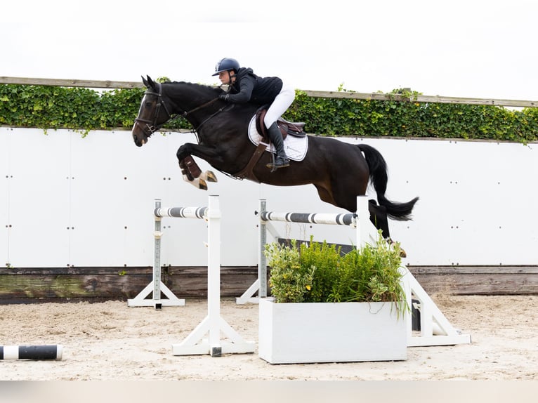 KWPN Mare 4 years 16 hh Black in Waddinxveen