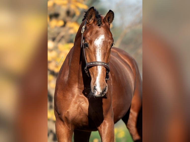 KWPN Mare 4 years 16 hh Brown in Sevenum