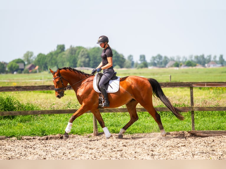KWPN Mare 4 years 16 hh Brown in Goudriaan