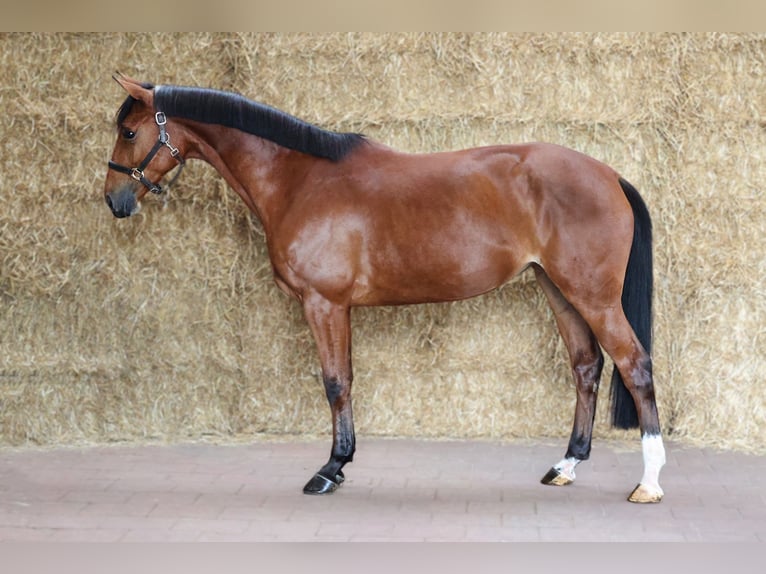 KWPN Mare 4 years 16 hh Brown in Moergestel