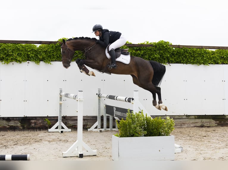 KWPN Mare 4 years 16 hh Brown in Waddinxveen