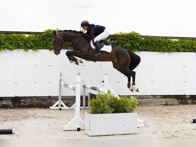KWPN Mare 4 years 16 hh Brown in Waddinxveen