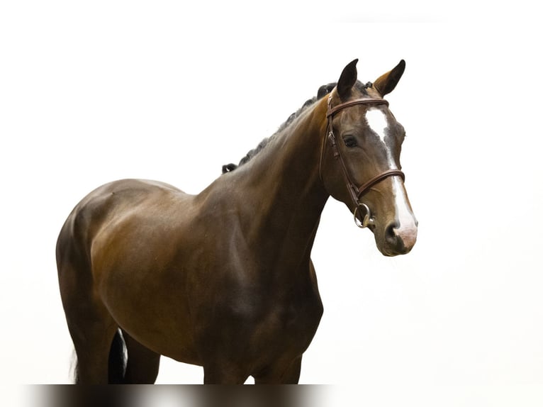KWPN Mare 4 years 16 hh Brown in Waddinxveen