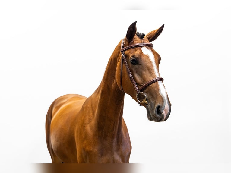 KWPN Mare 4 years 16 hh Brown in Waddinxveen