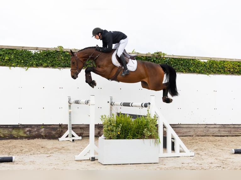 KWPN Mare 4 years 16 hh Brown in Waddinxveen KWPN Mare 4 years 16 hh Brown in Waddinxveen