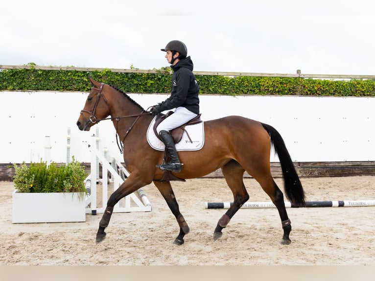 KWPN Mare 4 years 16 hh Brown in Waddinxveen KWPN Mare 4 years 16 hh Brown in Waddinxveen