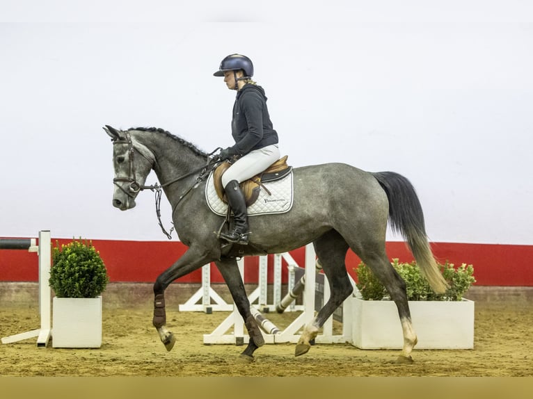 KWPN Mare 4 years 16 hh Can be white in Waddinxveen