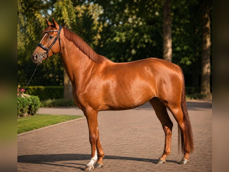 KWPN Mare 4 years 16 hh Chestnut in Diever