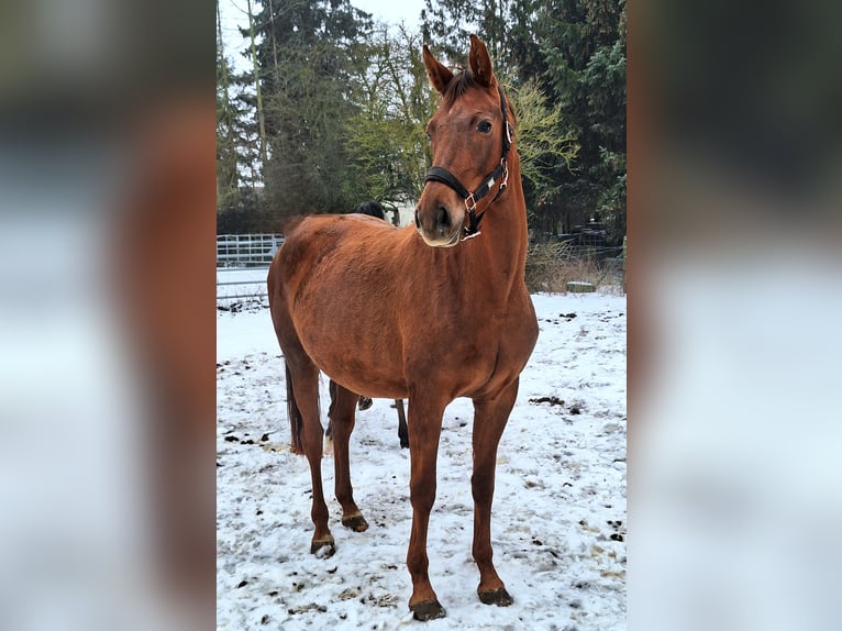 KWPN Mare 4 years 16 hh Chestnut-Red in Hillersleben