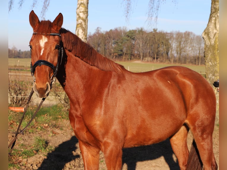 KWPN Mare 4 years 16 hh Chestnut-Red in Wachtendonk