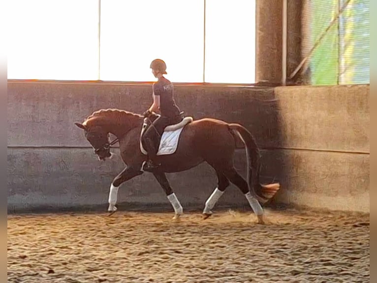 KWPN Mare 4 years 16 hh Chestnut-Red in MichelbekeBrakel