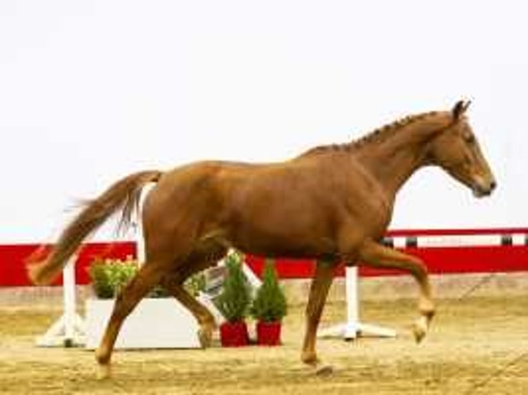 KWPN Mare 4 years 16 hh Chestnut-Red in Waddinxveen