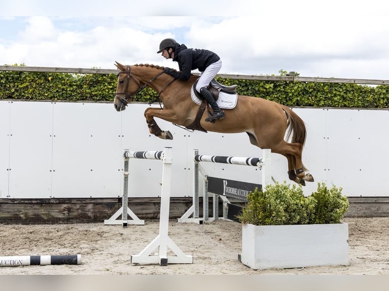 KWPN Mare 4 years 16 hh Chestnut-Red in Waddinxveen