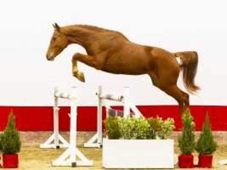 KWPN Mare 4 years 16 hh Chestnut-Red in Waddinxveen