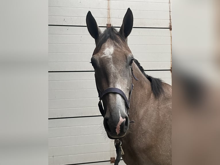 KWPN Mare 4 years 16 hh Grey-Blue-Tan in Uden