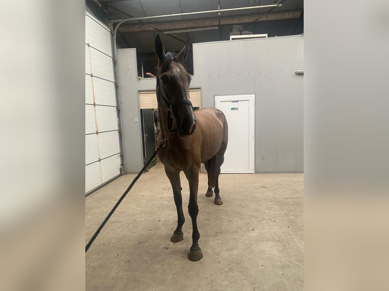 KWPN Mare 4 years 16 hh Grey-Blue-Tan in Uden