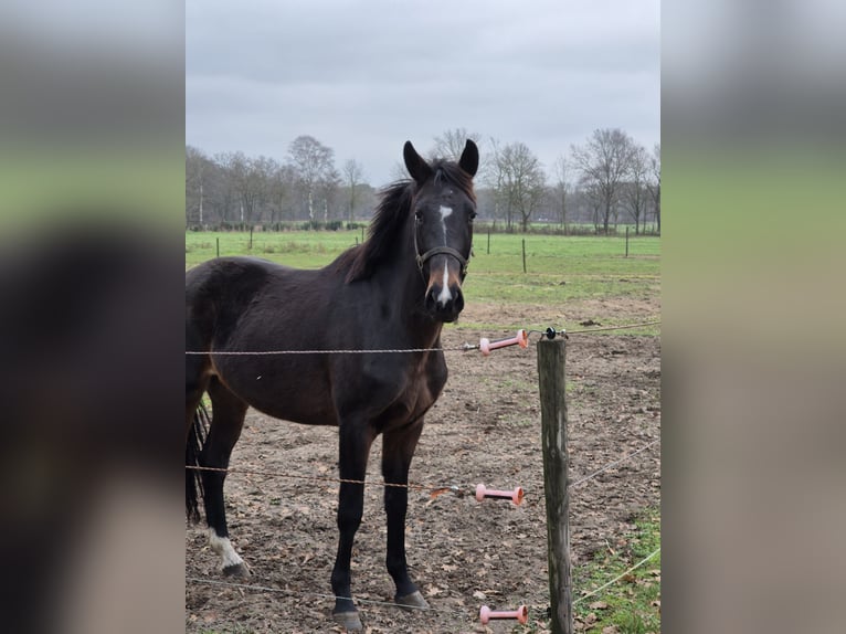 KWPN Mare 4 years 16 hh Smoky-Black in Asten
