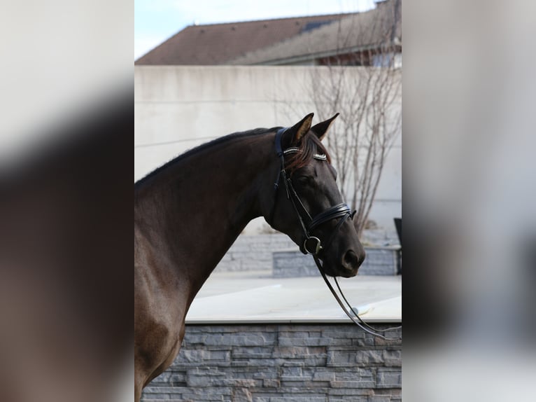 KWPN Mare 4 years 16 hh Smoky-Black in Wolfsbach