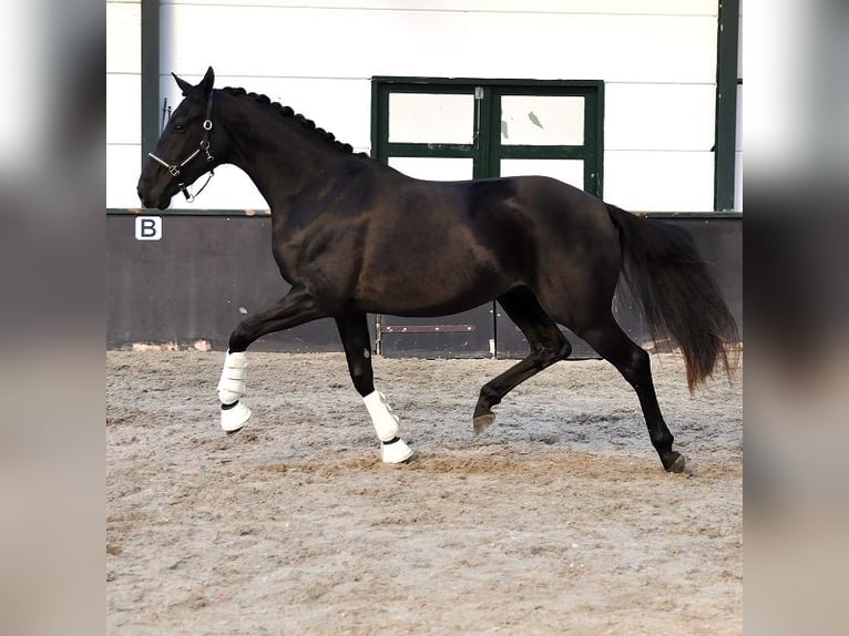 KWPN Mare 4 years 16 hh Smoky-Black in Wolfsbach