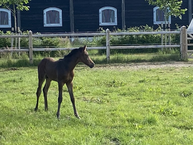 KWPN Mare 4 years 16,1 hh Bay-Dark in Kleve