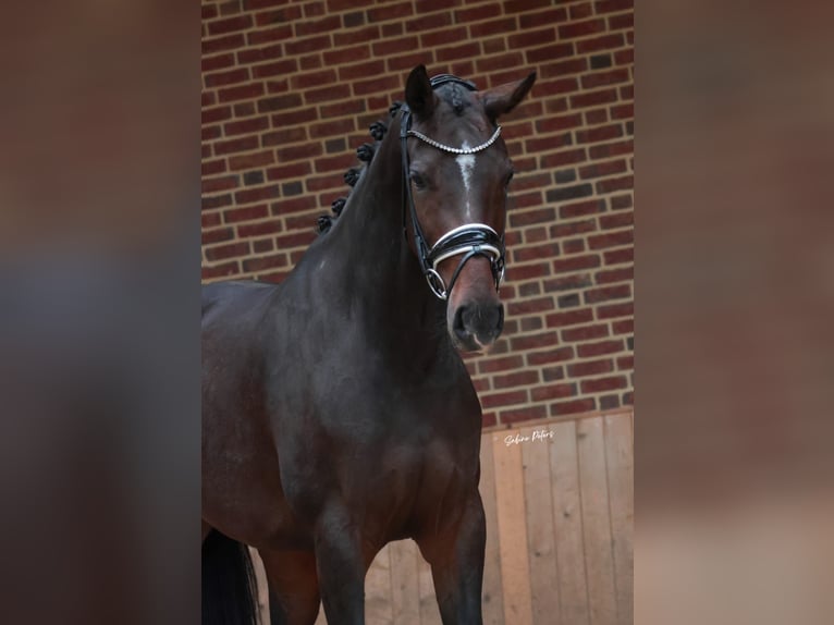 KWPN Mare 4 years 16,1 hh Bay-Dark in Goch