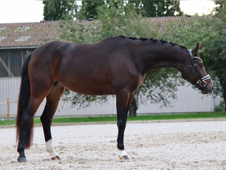 KWPN Mare 4 years 16,1 hh Bay-Dark in Hanau KWPN Mare 4 years 16,1 hh Bay-Dark in Hanau