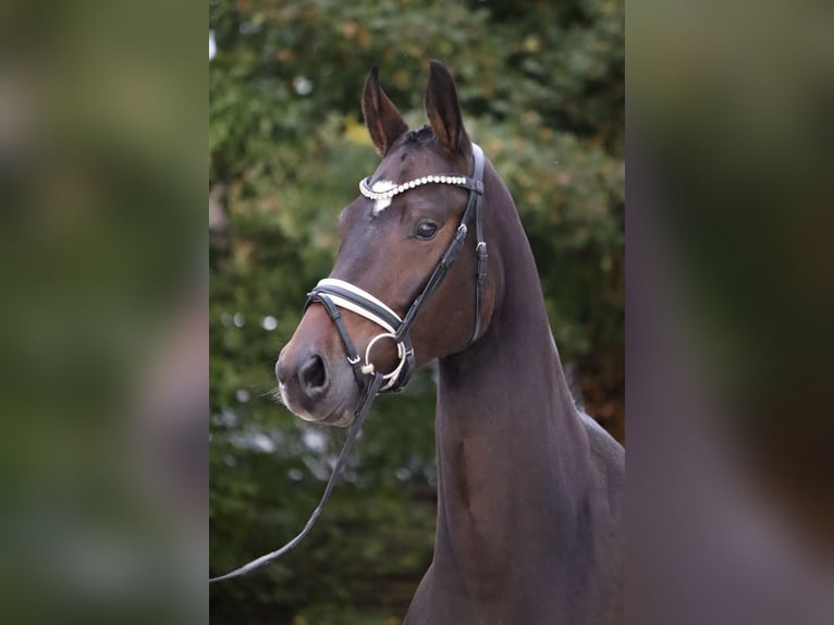 KWPN Mare 4 years 16,1 hh Bay-Dark in Hanau KWPN Mare 4 years 16,1 hh Bay-Dark in Hanau