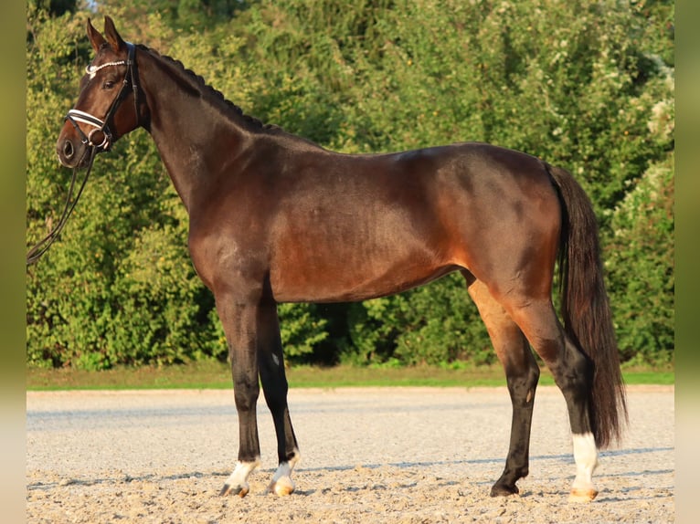 KWPN Mare 4 years 16,1 hh Bay-Dark in Hanau KWPN Mare 4 years 16,1 hh Bay-Dark in Hanau