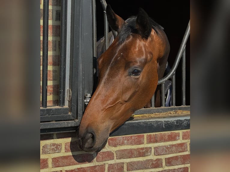 KWPN Mare 4 years 16,1 hh Bay-Dark in Koekange