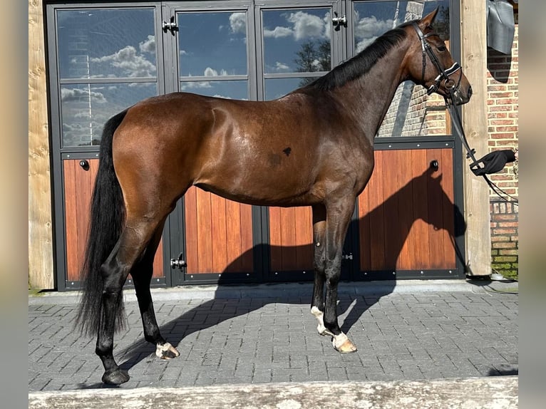 KWPN Mare 4 years 16,1 hh Bay-Dark in Koekange