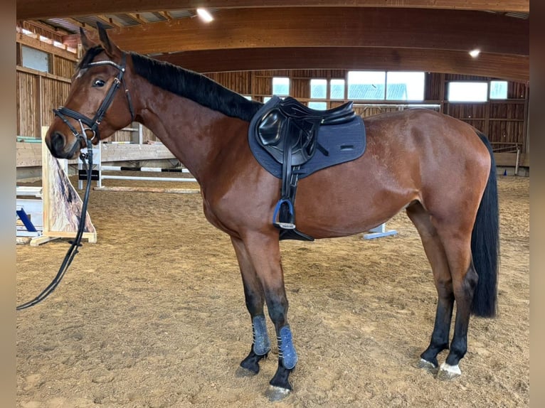 KWPN Mare 4 years 16,1 hh Bay-Dark in Hainsfarth