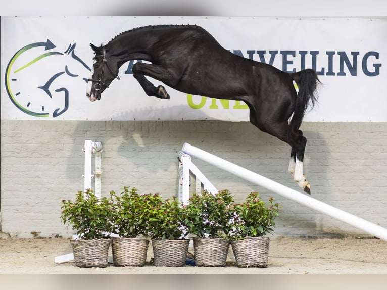 KWPN Mare 4 years 16,1 hh Bay-Dark in Heerde