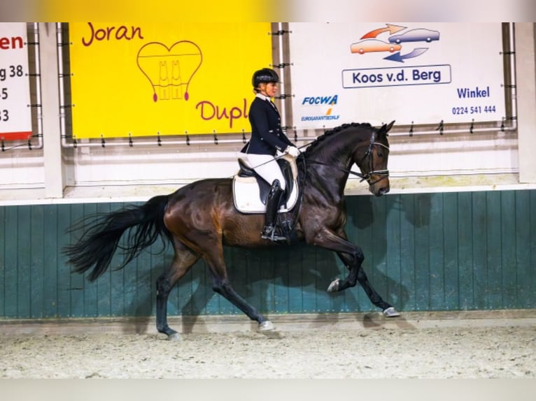 KWPN Mare 4 years 16,1 hh Bay-Dark in Weteringbrug