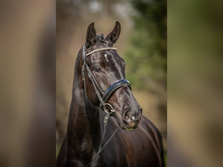 KWPN Mare 4 years 16,1 hh Black in Heinzenbach