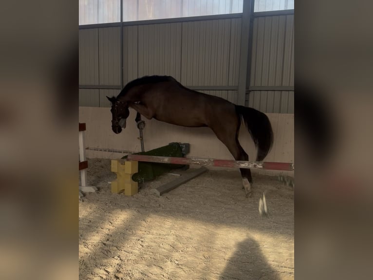 KWPN Mare 4 years 16,1 hh Black in Kicin