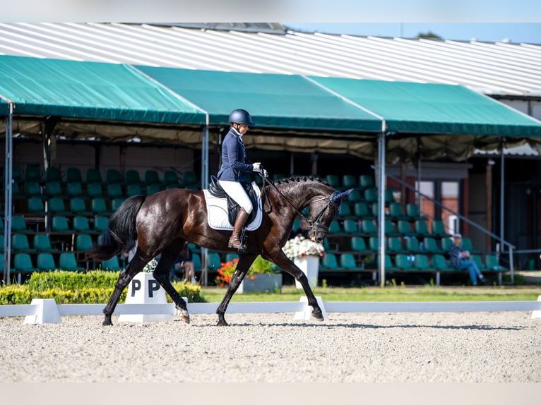 KWPN Mare 4 years 16,1 hh Black in popiel&#xF3;w