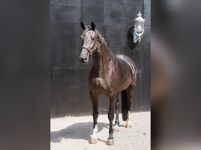 KWPN Mare 4 years 16,1 hh Black in Oosterhout