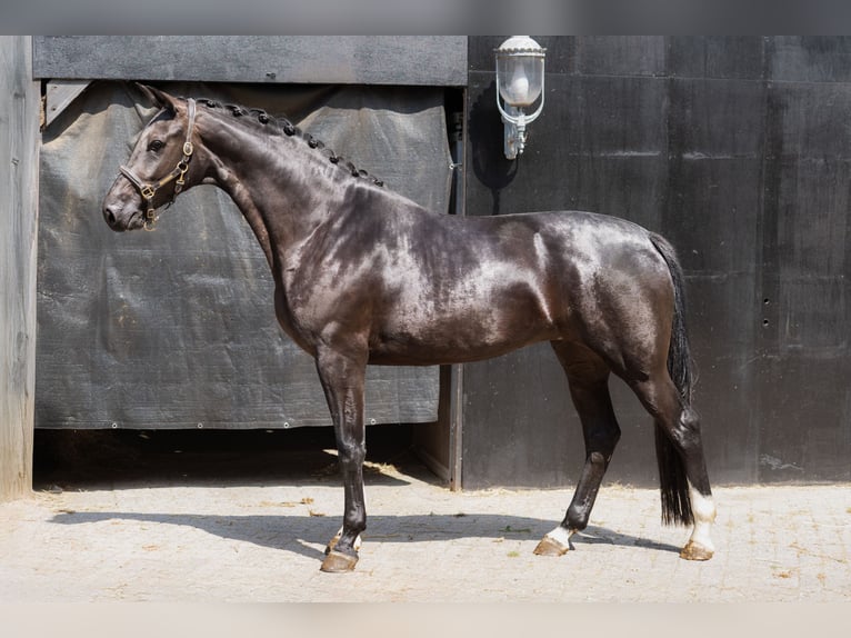 KWPN Mare 4 years 16,1 hh Black in Oosterhout