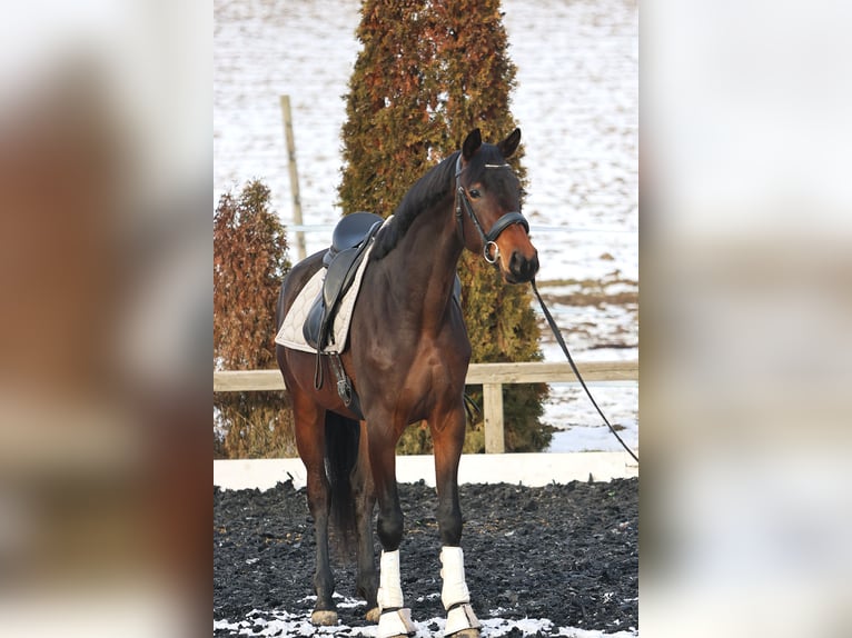 KWPN Mare 4 years 16,1 hh Brown in St Marein bei Graz
