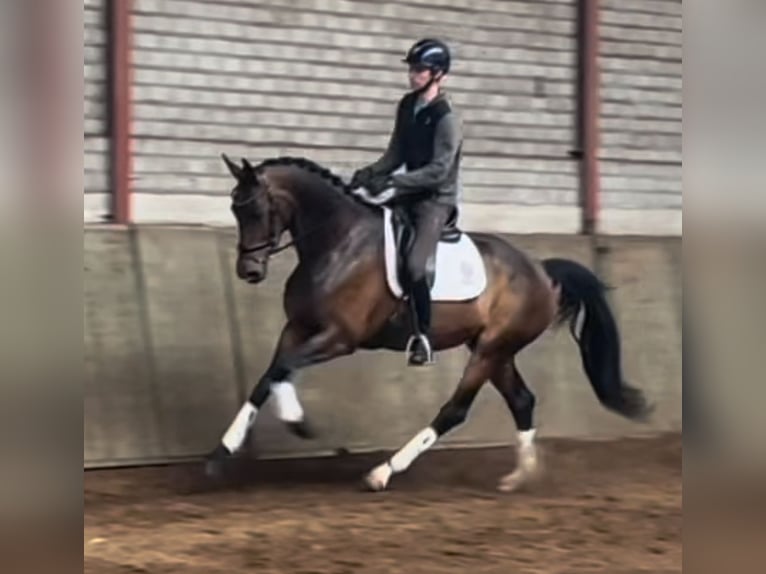 KWPN Mare 4 years 16,1 hh Brown in Ommel