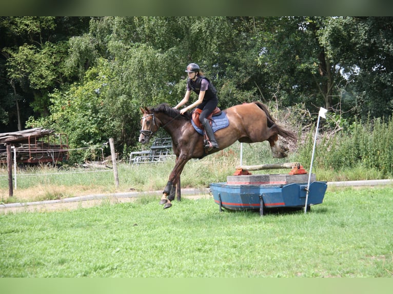 KWPN Mare 4 years 16,1 hh Brown in Emmer-compascuum