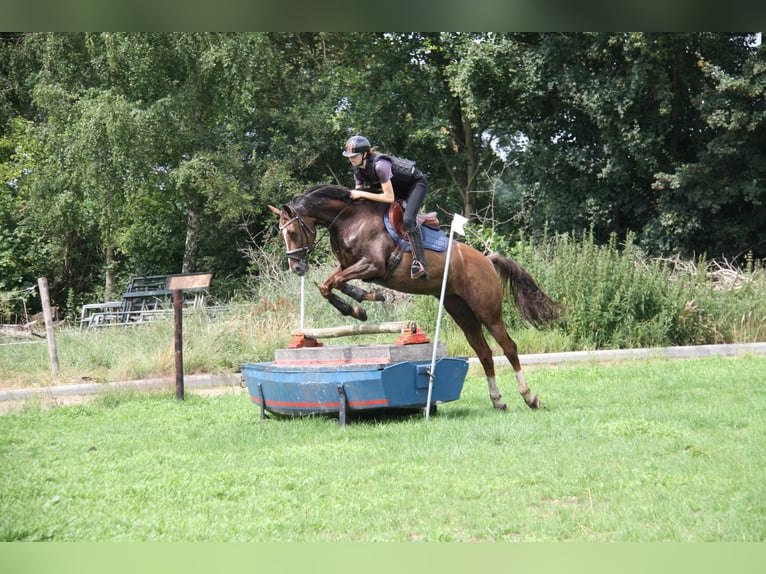 KWPN Mare 4 years 16,1 hh Brown in Emmer-compascuum