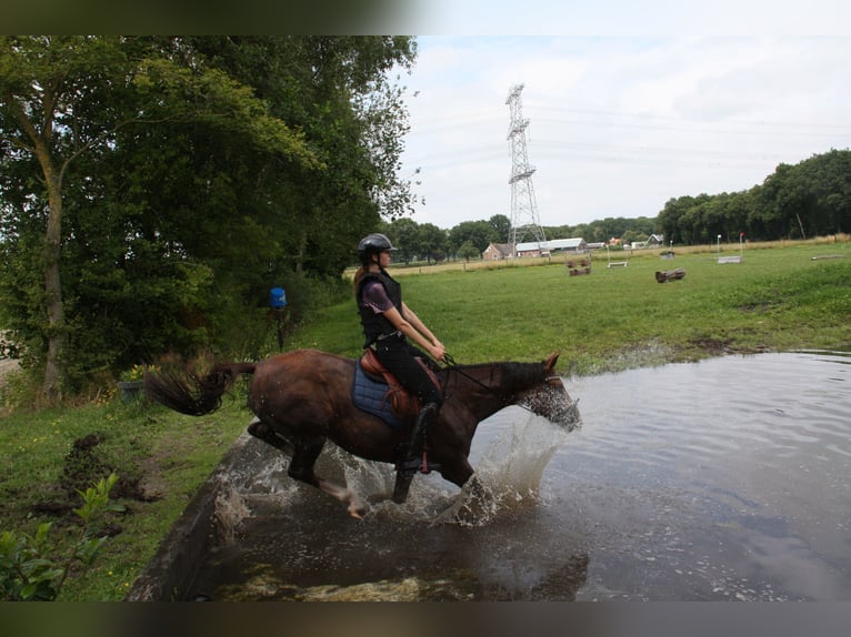 KWPN Mare 4 years 16,1 hh Brown in Emmer-compascuum