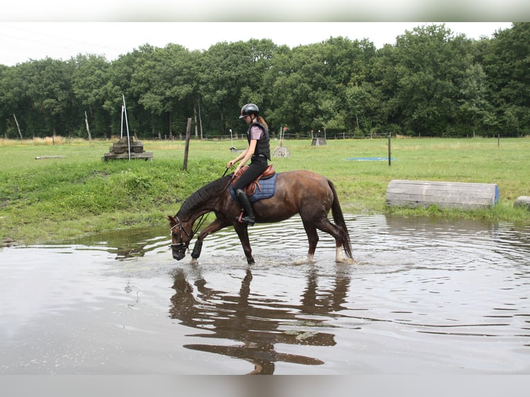 KWPN Mare 4 years 16,1 hh Brown in Emmer-compascuum