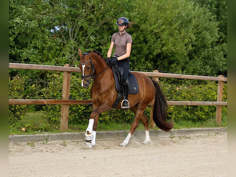 KWPN Mare 4 years 16,1 hh Brown in Emmer-compascuum