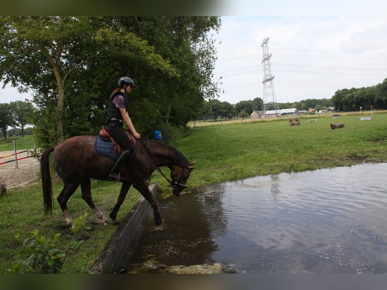 KWPN Mare 4 years 16,1 hh Brown in Emmer-compascuum
