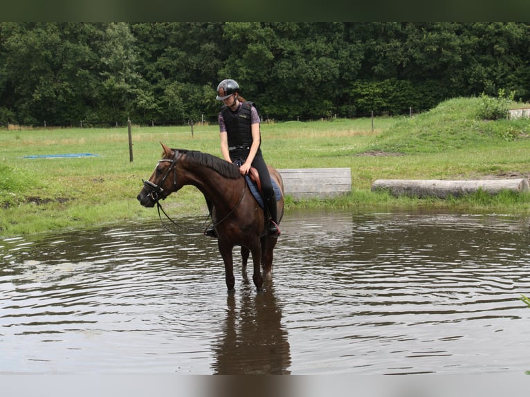 KWPN Mare 4 years 16,1 hh Brown in Emmer-compascuum