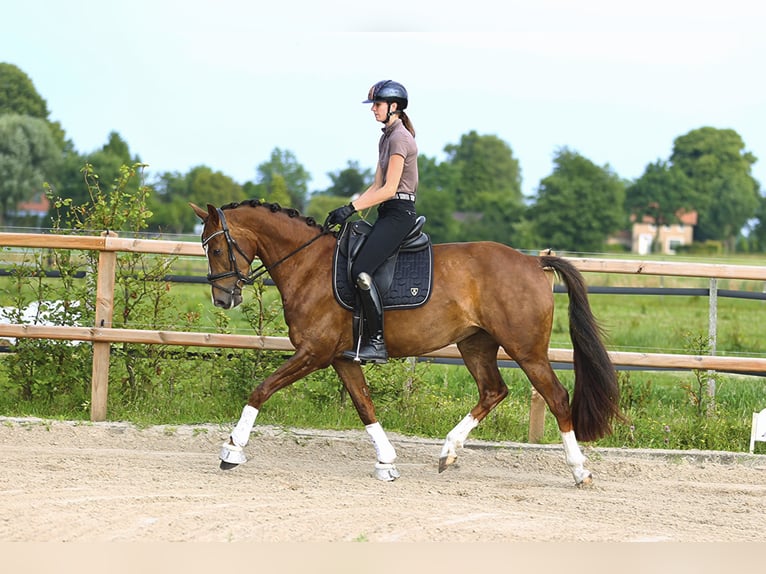 KWPN Mare 4 years 16,1 hh Brown in Emmer-compascuum